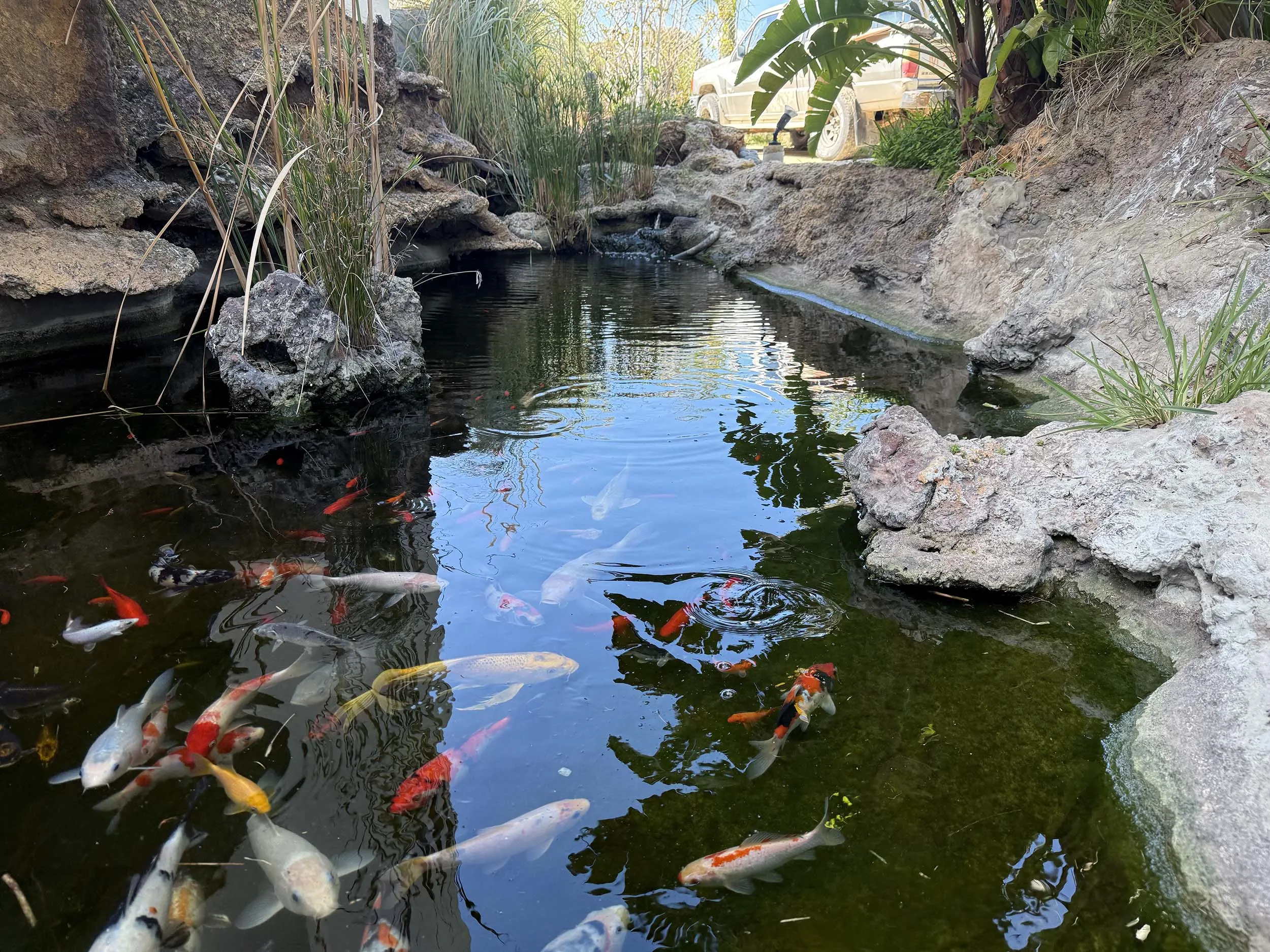 Koi fish swimming in a natural rock pond surrounded by reeds and tropical plants